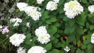 Hydrangea paniculata Limelight [upl. by Yanad]