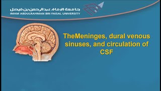 The Meninges dural venous sinuses and circulation of CSF [upl. by Bilac]