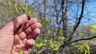 Gray Birch catkins [upl. by Eibbil]