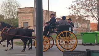 Desfile de carretas con caballos en Chascomus 2024 [upl. by Gnal444]