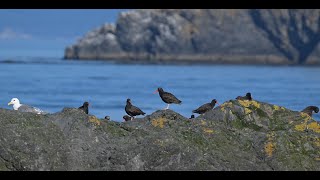 Salish Seabirds Black Oystercatchers amp Gulls Wildlife Western Washington State [upl. by Darin]