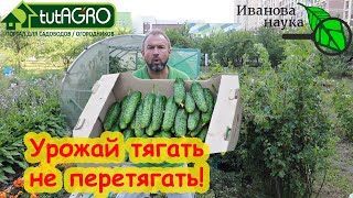 КАКОЙ КАЛИЙ ЛУЧШЕ ДАТЬ ОГУРЦАМ Монофосфат сульфат нитрат а может быть золу Разберемся вместе [upl. by Trakas]