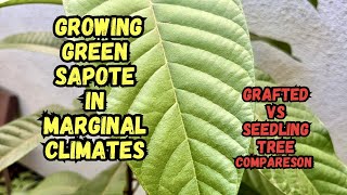 Growing Green Sapote  Seedling Vs Grafted Trees  Northern California [upl. by Kcod574]