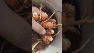 Haldi harvesting Turmeric harvest on terrace gardenshorts ytshorts [upl. by Kelam]