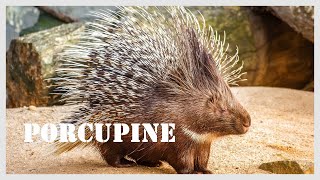 Would you ever imagine that a porcupine sounds like this [upl. by Koeninger]