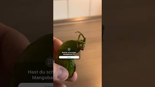 Mangobaum ganz einfach selber ziehen✅ mango diy shorts lifehack food plants [upl. by Nave669]