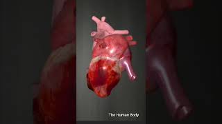 ⚡The Hearts Conduction System Powering Every Beat ⚡meded anatomy 3dmodel [upl. by Gnagflow]