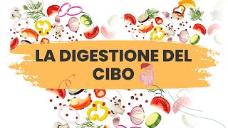 percorso del cibo nel nostro corpo la digestione del cibo [upl. by Eahc]