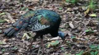 Ocellated Turkey Meleagris ocellata at Tikal site [upl. by Breh]