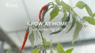 Overwintering chillis  Grow at Home  RHS [upl. by Christie]