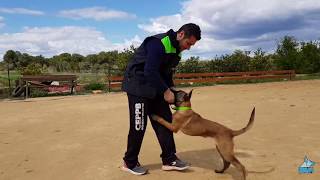 Rutina entrenamiento con Malinois cachorro de 3 meses y medio [upl. by Dinesh340]