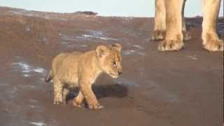 Lion Cubs Growling in the Serengeti [upl. by Sewole]