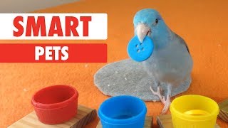 Smart Pets [upl. by Subir]