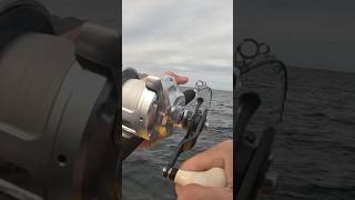 Yellowtail Speed Jigging Skip Jack [upl. by Yrdua914]