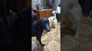 quotOkay naba nakunan mobaquot daily play time funny pets doggo cute [upl. by Ylsew]