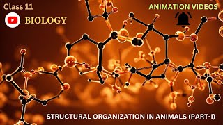 CBSE Class 11  Biology  Structural Organization of Animals  PartI  Animation English [upl. by Agnew802]