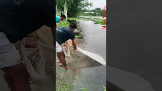 Omg Mistake In Big Fish Village River Whit Net shorts subscribe [upl. by Gelb]