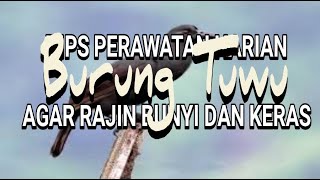 TIPS DAN TRIK PERAWATAN HARIAN BURUNG TUWU AGAR RAJIN BERSUARA NYARING DAN TEMBUS [upl. by Eelra]