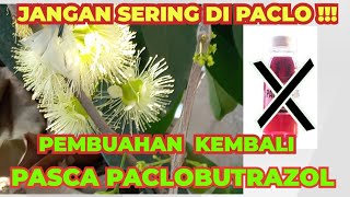 Cara Pembuahan Kembali Pasca Paclobutazol [upl. by Esilrac]