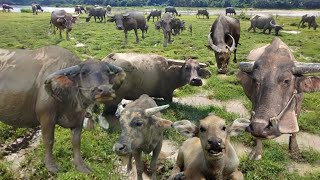 VIDEO KERBAU  ROMBONGAN KERBAU KAMPUNG LUCU MAKAN RUMPUT  LAGU KERBAU DAN SUARA KERBAU [upl. by Simona49]