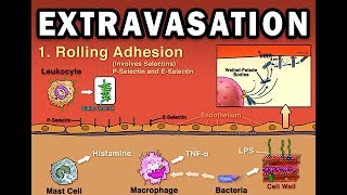 EXTRAVASATION [upl. by Rebekah593]