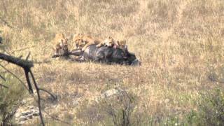 Six Lionesses Killing A Buffalo In The Serengeti not for sensitive viewers HD [upl. by Alikam164]