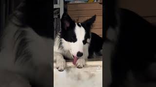 cani bordercolliepuppy perte bordercollielove doglover bordercollie bordercollieworld cane [upl. by Leorsiy]