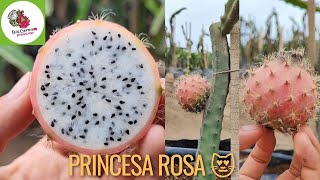 Selenicereus grandiflorus 🐉 Princesa Rosa 😍dragonfruit pitahaya pitayas selenicereuscactus [upl. by Lauraine]