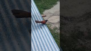 Greater Coucal Bird 😲  Unique Life [upl. by Costello439]