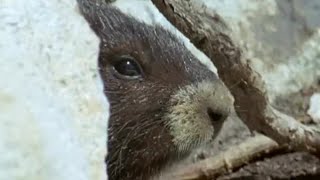 Waking up from Hibernation  Animals The Inside Story  BBC Earth [upl. by Seftton]