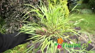 Florinipl  Hakonechloa mrozoodporna trawa bambusowamp4 [upl. by Eduardo]