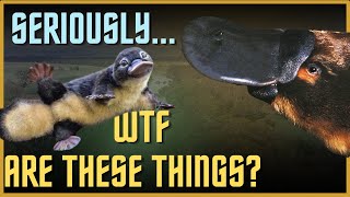 Platypuses Are Actually So Much More Bizarre Than You Realize [upl. by Aneekal]