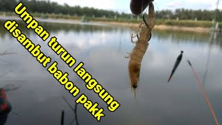 Mancing dispot ini bikin ketagihan gak pakai lama ikannya babon babon [upl. by Arleen777]