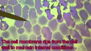 Marchand Biology  Plasmolysis in Red Onion Techno [upl. by Benjy]