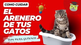 Como CUIDAR el Arenero de tus GATOS [upl. by Alonzo]