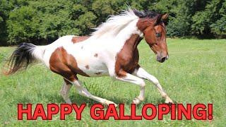 Happy Galloping SHORTS Schleich horse toy video [upl. by Garlanda458]