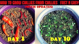 How to Grow Chillies from Chillies at Home Fast N Easy [upl. by Aizti]