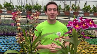 Orchidées à bulbes  présentation et conseils d’entretien Cambria Miltonia Oncidium Zygopetalum [upl. by Vaclava]