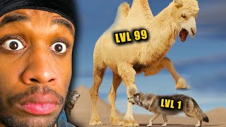 Camels Are OP [upl. by Harry]