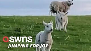 Jumping for joy Hilarious video shows lamb bouncing along  SWNS [upl. by Aihsiek202]