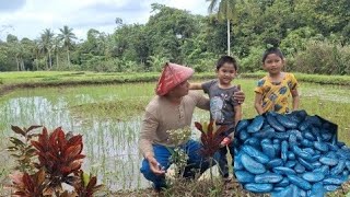 Tulong tulong kami mag aama magtanim ng sitaw sa pilapil ng fish pond [upl. by Schuyler283]