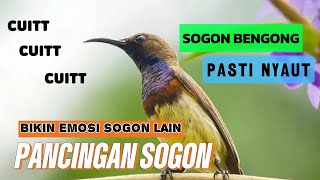 PASTI IKUT BUNYICUIT CUIT CUIT BIKIN SOGON EMOSI PANCINGAN SOGON BAHAN [upl. by Haneekas]