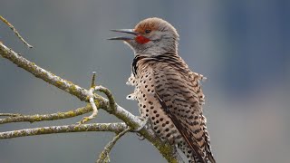 Northern Flicker calling [upl. by Cutlerr454]