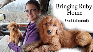 Bringing Home Our Goldendoodle Puppy  8 week old Goldendoodle [upl. by Ticon]