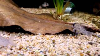 Corydoras atropersonatus wild bij Aquarium Speciaalzaak Utaka [upl. by Ashbaugh]