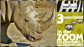 ZOOM Erlebniswelt Gelsenkirchen 3 besondere NASHÖRNER 🦏  zoosmedia [upl. by Nnaecarg]