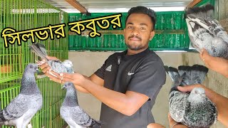 রবিন ভাইয়ের সব পছন্দের থরের কবুতর  part 2  Robin pigeon loft  mspigeonloft kobutor video [upl. by Enajiram]