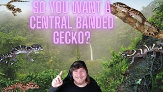 Central Banded Gecko Care Guide And Facts [upl. by Nnayllek11]