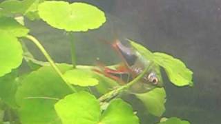 Rasbora heteromorpha beim ableichen [upl. by Grous510]