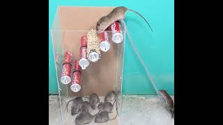 the best mousetrap best mouse trap idea mousetrap rat [upl. by Maribeth]